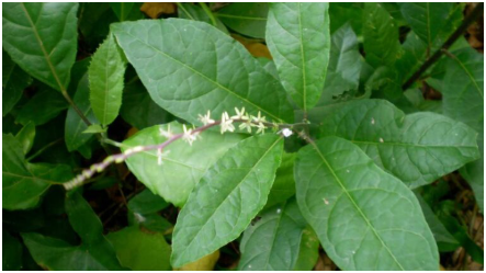 «Anamú: Una Planta Milagrosa con Increíbles Propiedades Medicinales»