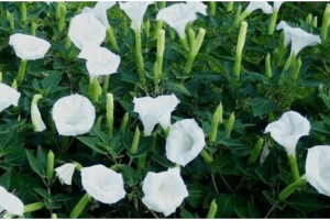 10 Razones por las que Debes Alejar la Planta Datura o Flor de Campana de tu Entorno