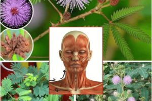 10 Beneficios para la Salud y Cómo Usar la Mimosa Pudica