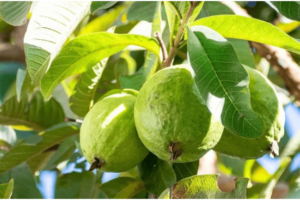 Las Hojas de Guayaba: Un Aliado Natural para Controlar el Azúcar en Sangre