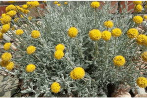 Propiedades Medicinales del Helichrysum arenarium y Cómo Prepararlo