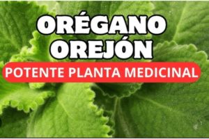 Beneficios del Orégano para la Salud y Cómo Usarlo