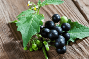 Hierba Mora: Propiedades, Usos y Recetas Naturales