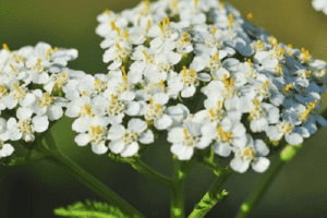 Milenrama: La Planta Curativa para Digestión, Cicatrización y Equilibrio Hormonal