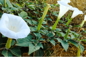10 Razones para Alejar la Planta Datura de tu Hogar