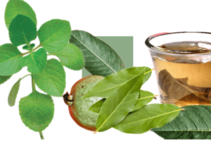 Infusión de Guayaba, Laurel y Orégano: Un Remedio Natural para el Hígado Graso y la Presión Alta
