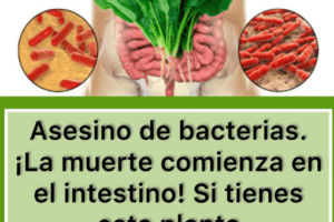 Cómo Usar Espinacas Para Eliminar Bacterias y Limpiar los Intestinos: Recetas, Beneficios y Precauciones