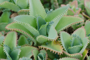 Kalanchoe: 15 Beneficios, Cómo Consumirla Correctamente, Receta Detallada, Consejos y Más