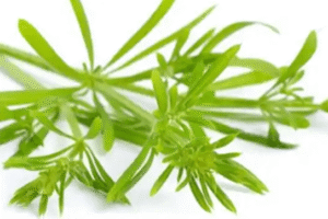 Galium aparine: El remedio herbal para la desintoxicación y la salud linfática