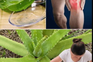 Aloe Vera: El poder curativo de su pulpa natural en la salud digestiva y el cuidado de la piel