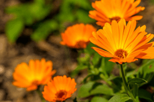 Caléndula officinalis: La Flor Medicinal que Sana de Forma Natural