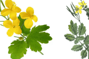 Chelidonium majus L. – La Celidonia Mayor: El Antiguo Remedio Natural para las Protuberancias de la Piel
