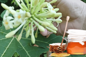 Flor de Papaya en Miel: Beneficios y Propiedades Medicinales