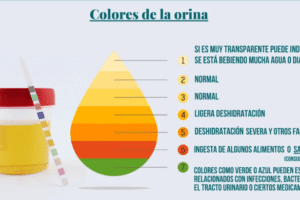¿Qué dice el color de tu orina sobre tu salud? Guía completa y remedios naturales