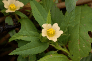 Sida acuta: Más de 20 usos medicinales, recetas y beneficios de esta planta milagrosa