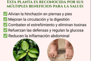 Té de Hojas de Guayaba: Propiedades Curativas, Beneficios y Preparación Paso a Paso