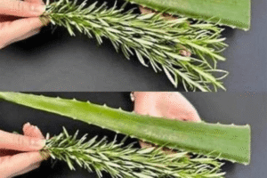 Mascarilla Capilar de Aloe Vera y Romero: Fortalece y Nutre tu Cabello de Forma Natural