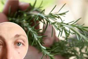 Cómo el Romero Puede Ayudar a Combatir Conjuntivitis, Cataratas y Glaucoma de Forma Natural