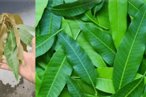 El poder oculto de las hojas de mango: 30 beneficios y usos caseros