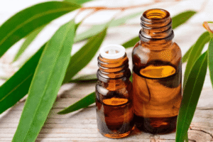 Eucalipto: Beneficios y formas de uso del poderoso remedio natural