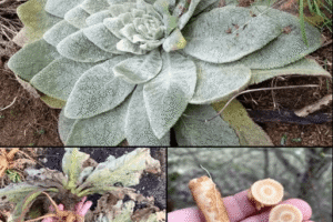 Hierba del Paño (Verbasco o Gordolobo): Beneficios y Receta de Uso Tradicional