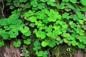 Acedera: El Poder Curativo de Oxalis acetosella