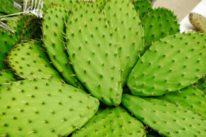 El Nopal: Remedio Natural para Controlar el Azúcar en la Sangre