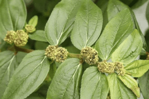 Euphorbia Hirta: 9 Beneficios Clave para la Salud de esta Planta Versátil