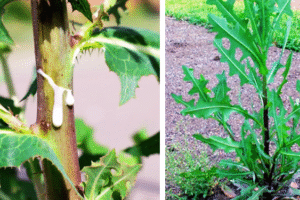 Lechuga Silvestre (Lactuca virosa): Usos Tradicionales y Beneficios