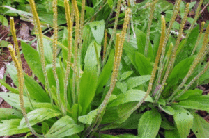Llantén: El Tesoro Verde que Cura y Limpia tu Cuerpo desde la Naturaleza