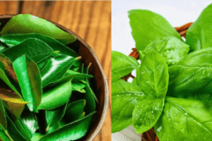7 Hojas Medicinales para Mejorar Tu Visión de Forma Natural